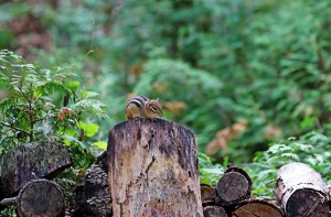Chimpmunk In The Woodpile